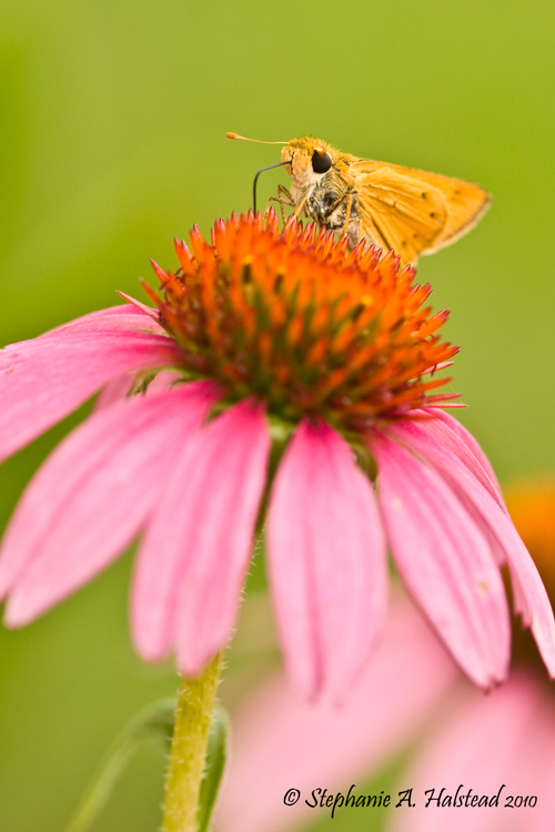 fiery skipper butterfly on cone flower
