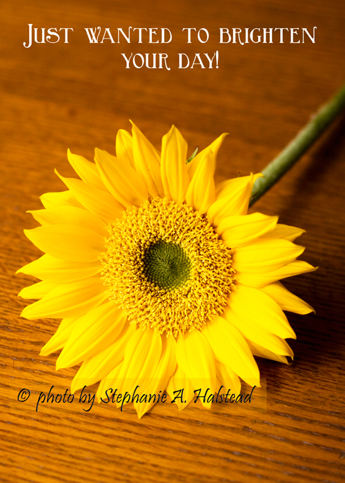 Macro photo of Sunflower