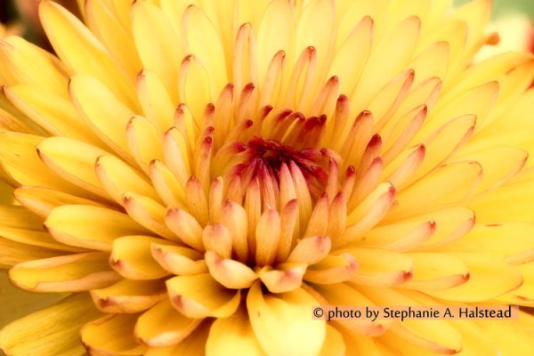 Mum-Yellow, Close up of chrysanthemun