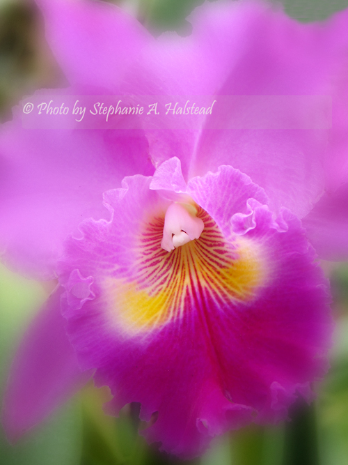Close ups of Purple orchids, organizing refrigerators